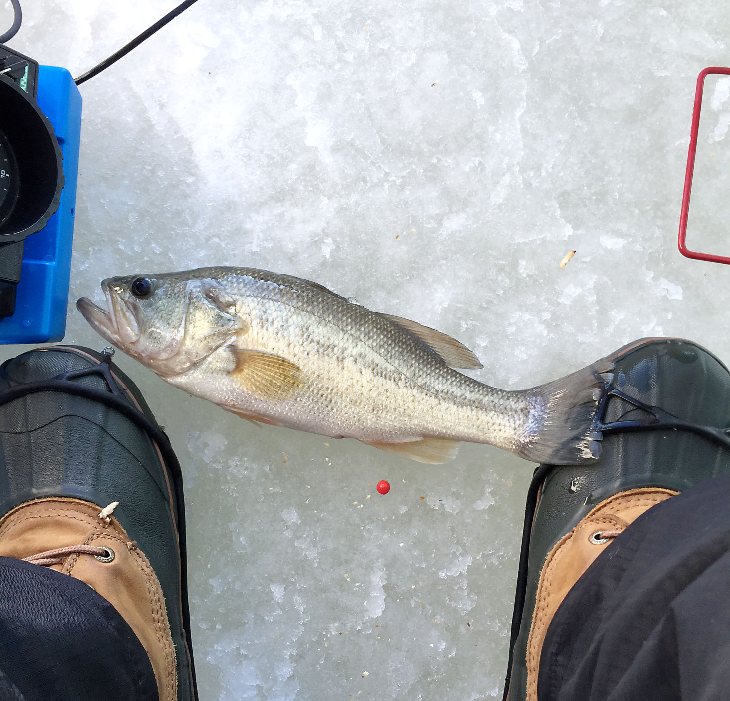 Focus: What anglers need to know to get started